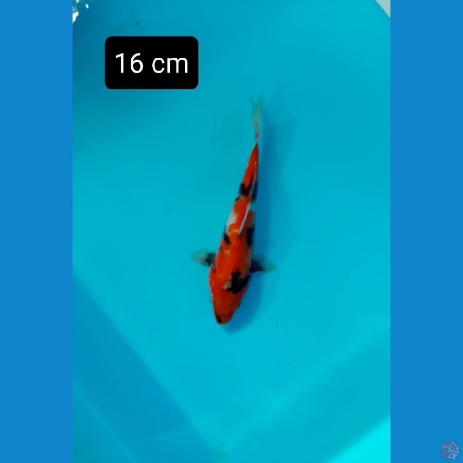 mjnion 16 cm