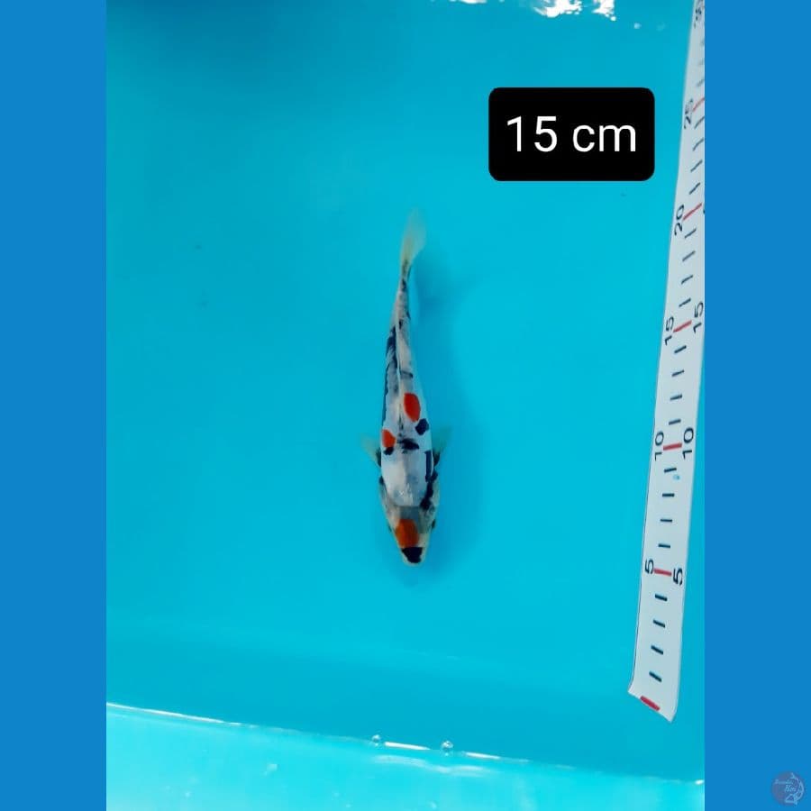 Doitsu maruten kindai 15 cm