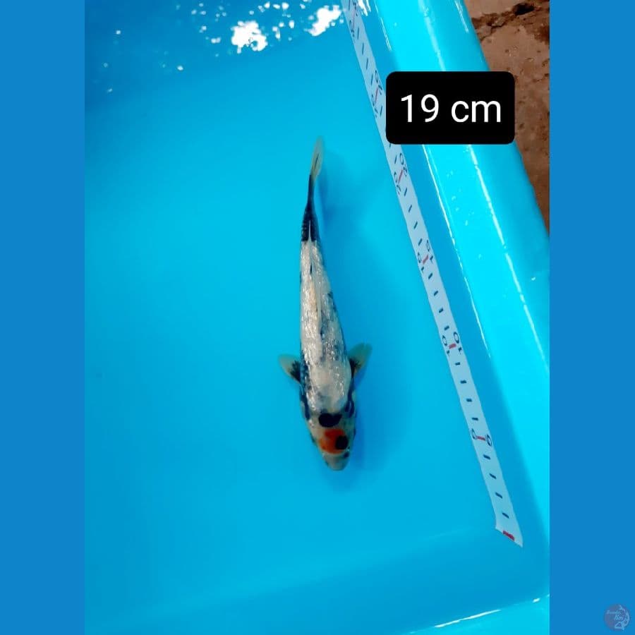 tancho showa ginrin padat tateghoi 19 cm