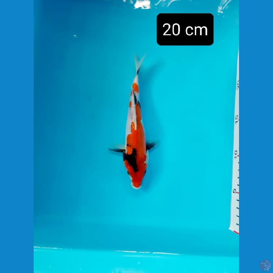 doitsu 19 cm