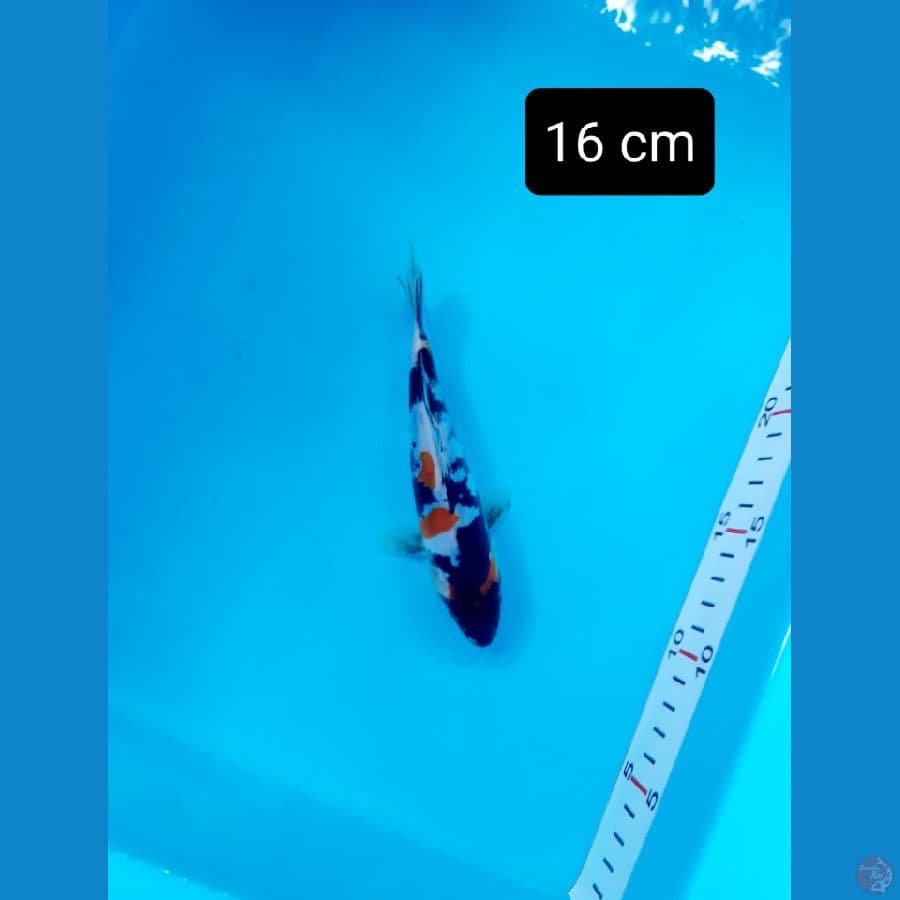 maruten kindai doit 16 cm