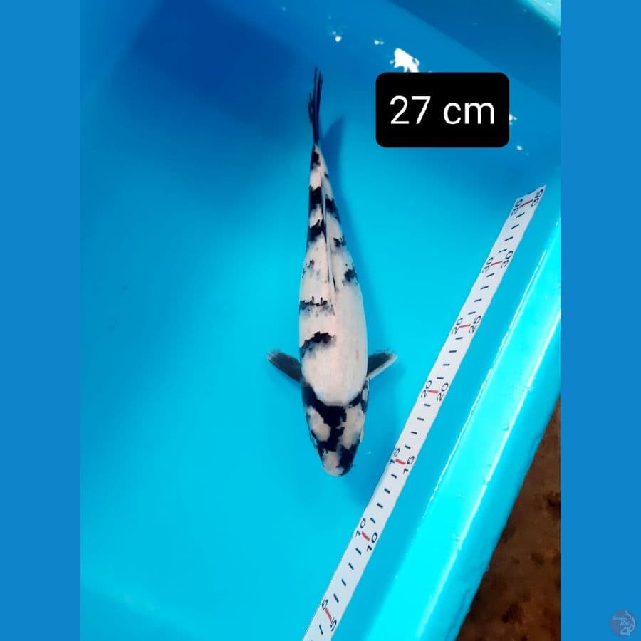 bahan 27 cm
