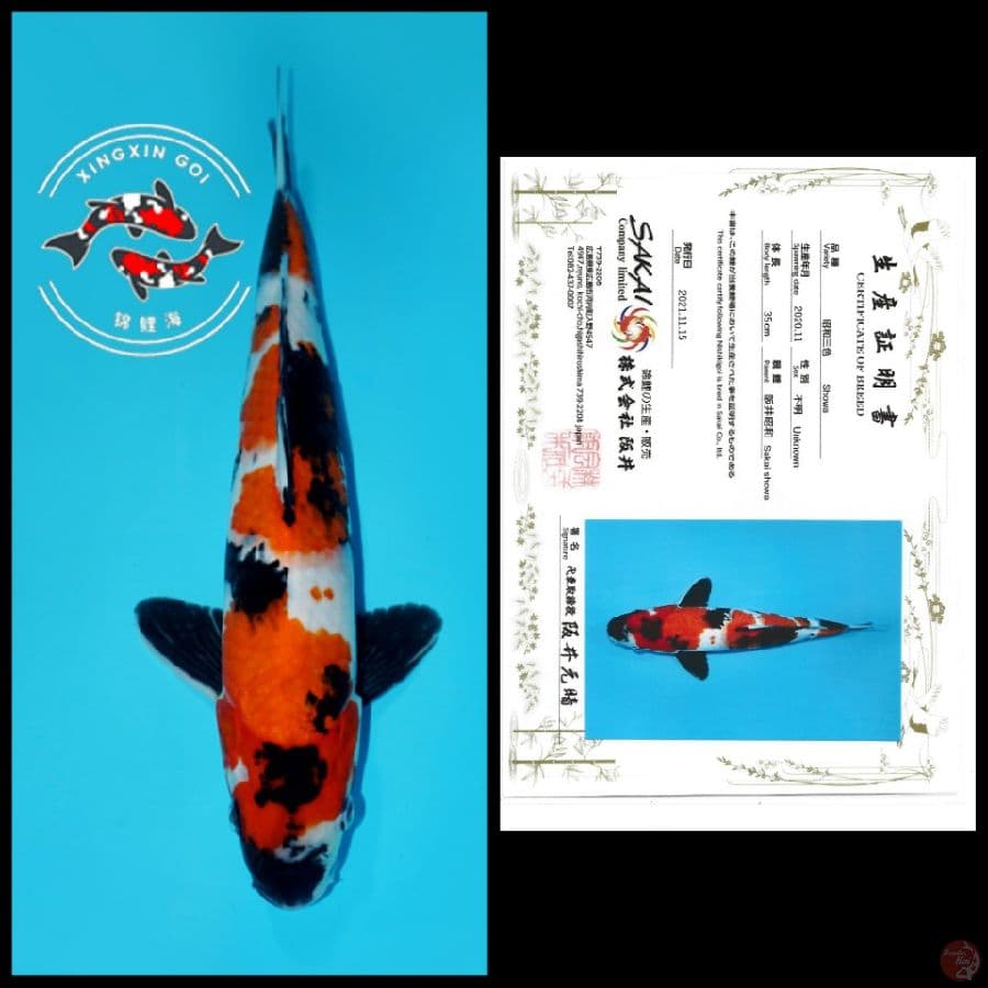SHOWA IMPORT SAKAI 35CM