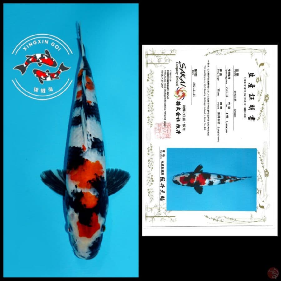 KINDAI SHOWA IMPORT SAKAI 35CM