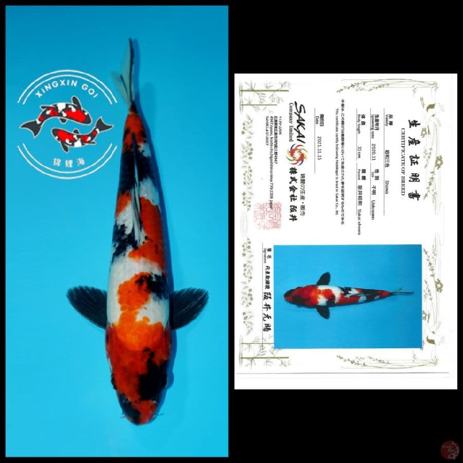 YONDAN SHOWA IMPORT SAKAI 32CM