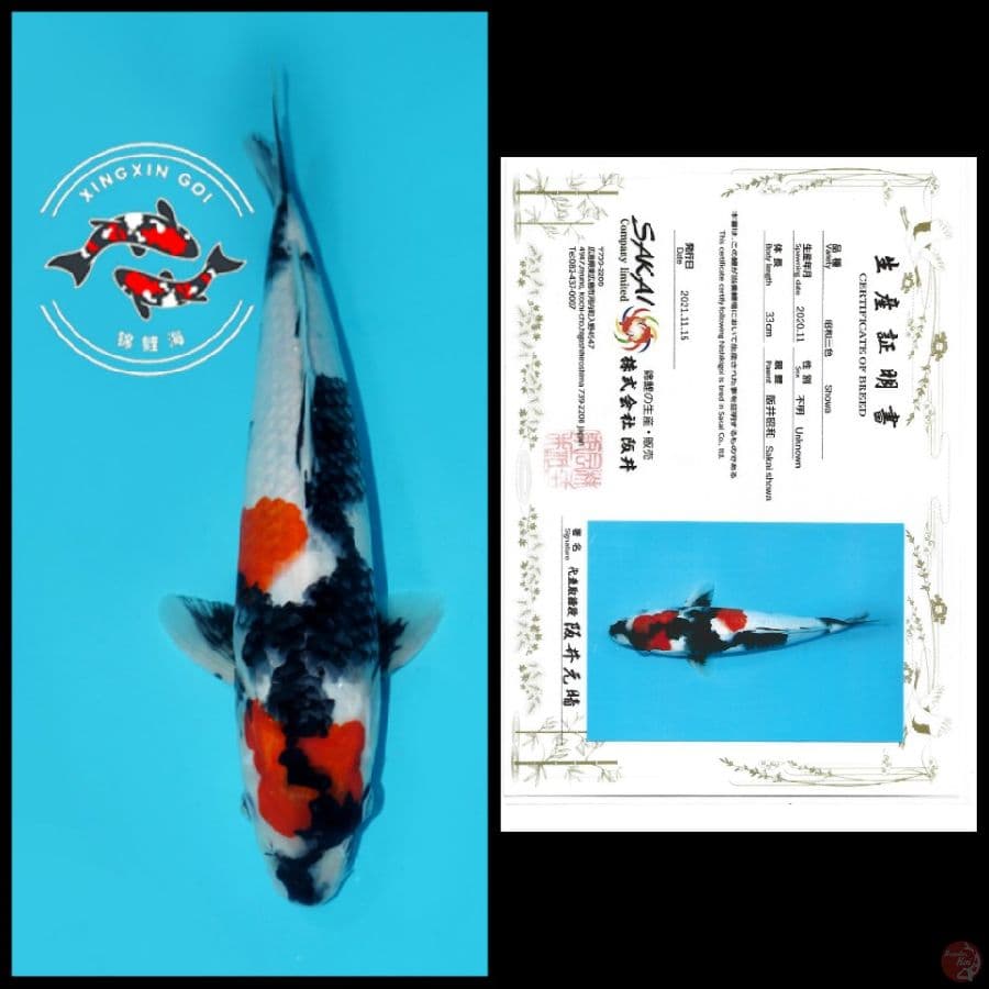 MARUTEN SHOWA NIDAN IMPORT SAKAI 33CM