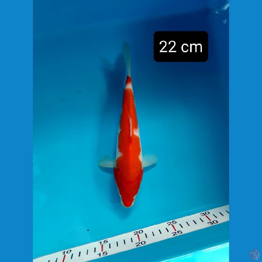 kohaku 22 cm