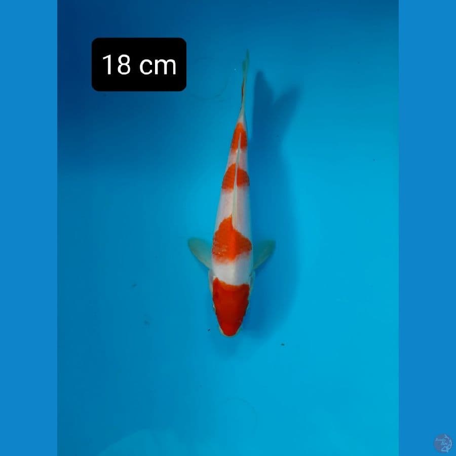 kohaku 18 cm