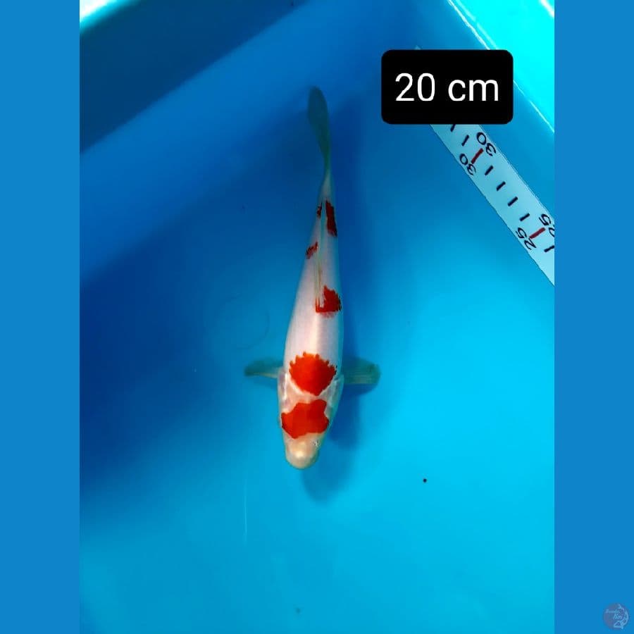 maruten kindai kohaku 20 cm