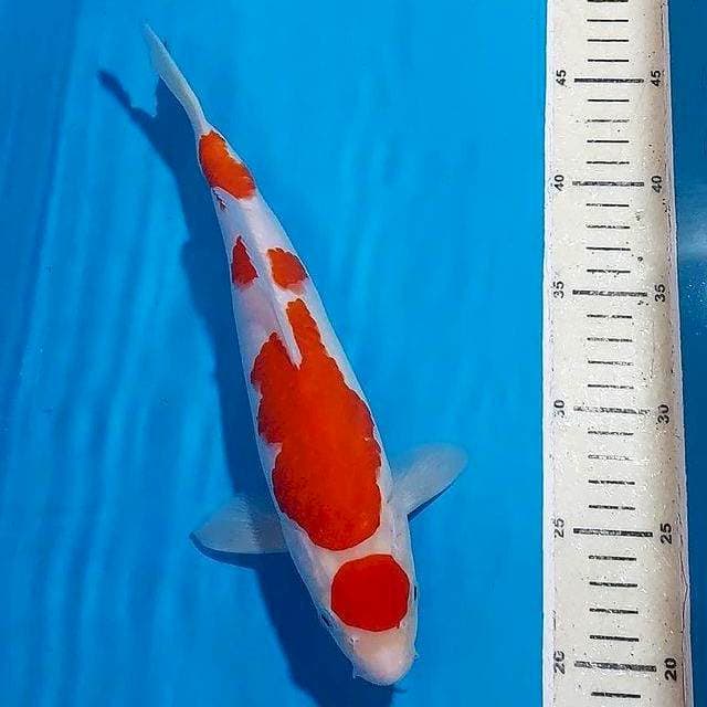 KOHAKU 30 CM