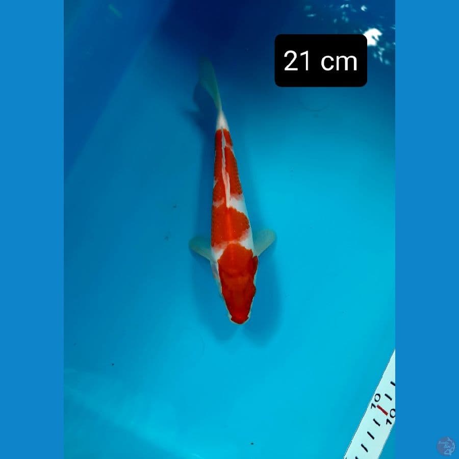 kohaku 21 cm