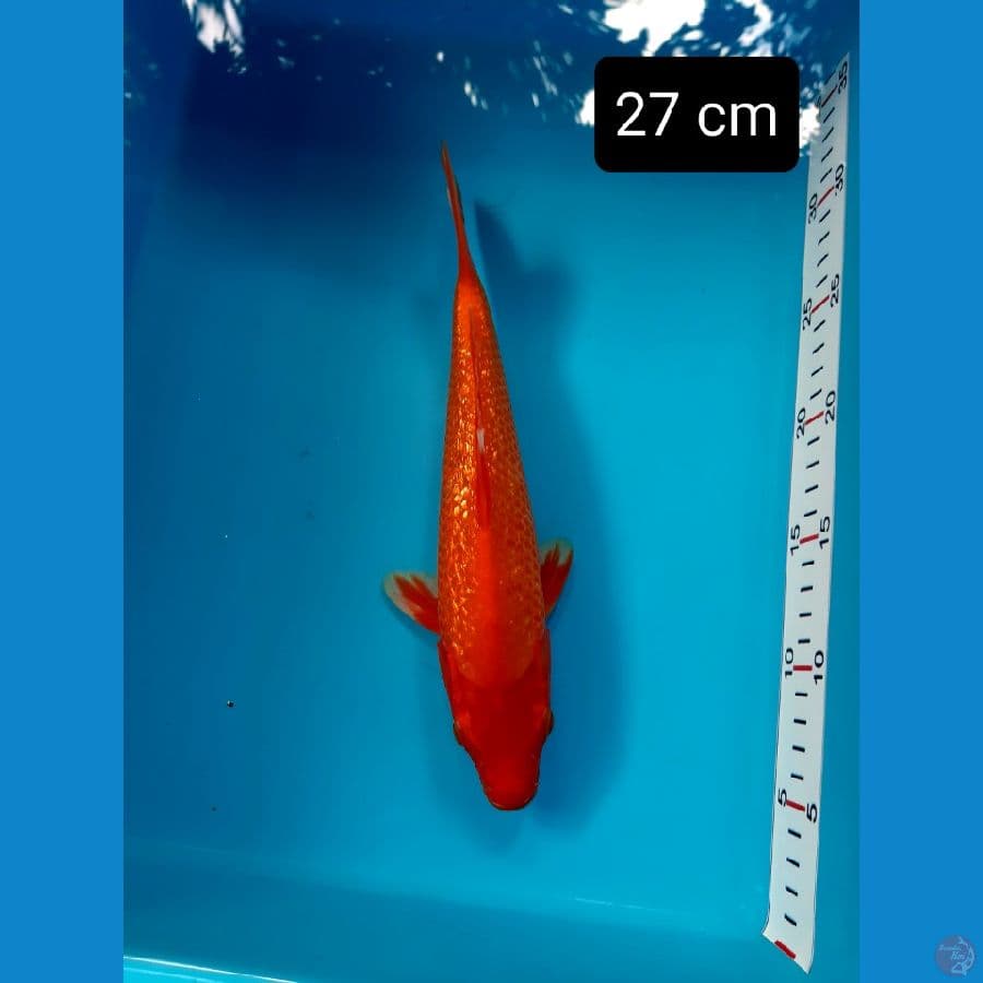 ginrin padat 27 cm