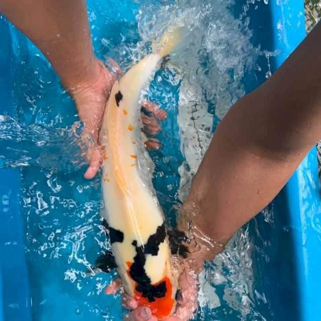 Showa Doitsu 46cm