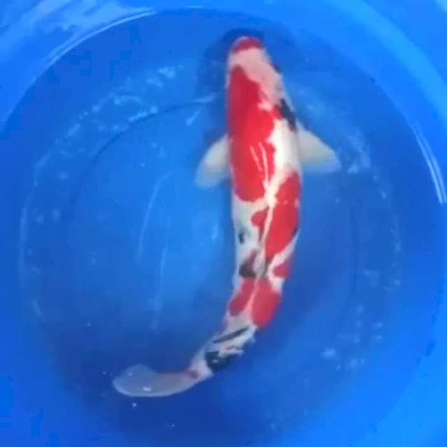 Sanke male 46cm strong jumbo