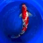 Sanke male 46cm strong jumbo
