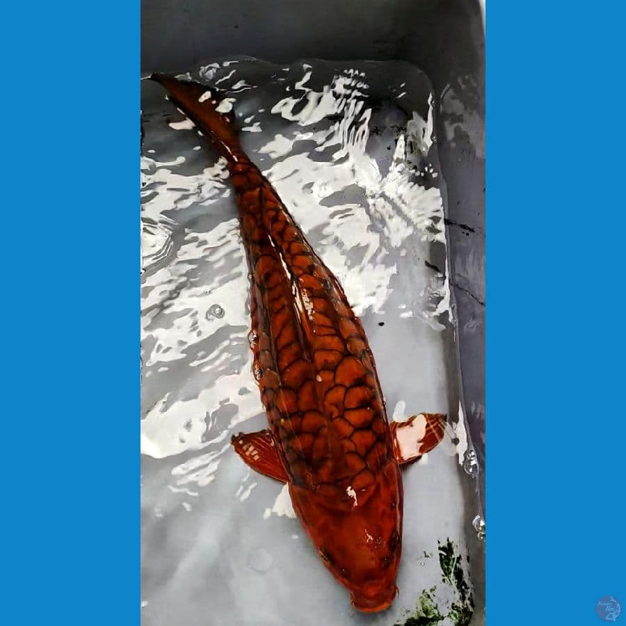 Cagoi naga 43 cm