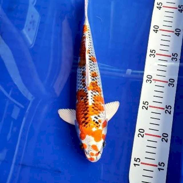 Kujaku 31cm