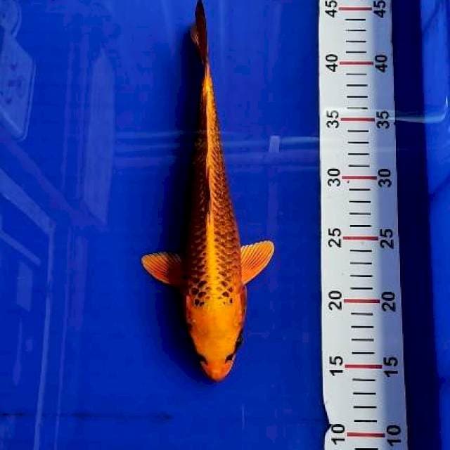 Kin matsuba 30cm