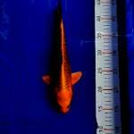 Kin matsuba 30cm