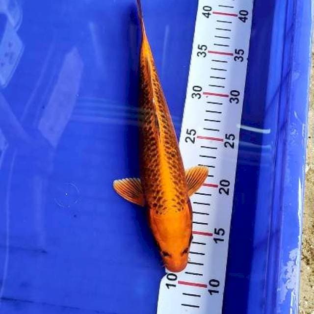 Kin matsuba 30cm
