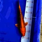 Kin matsuba 30cm