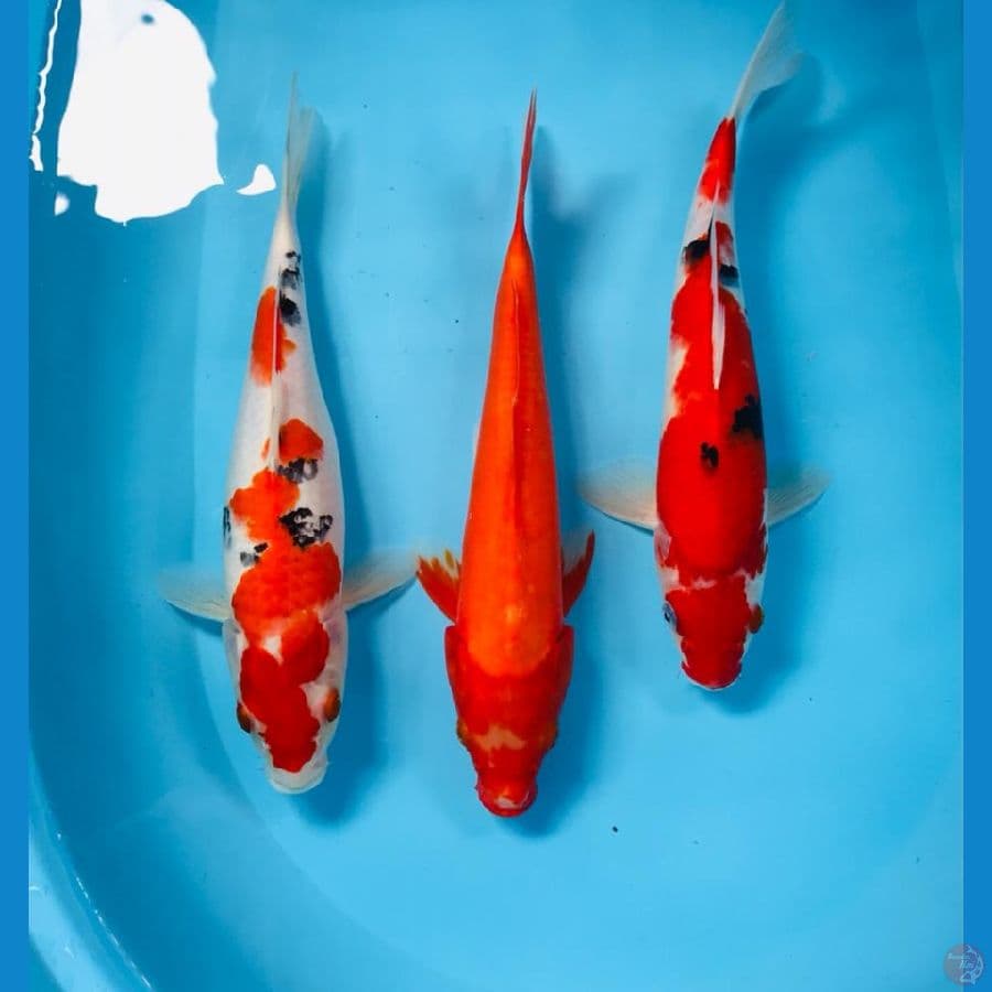 mix koi, 30cm
