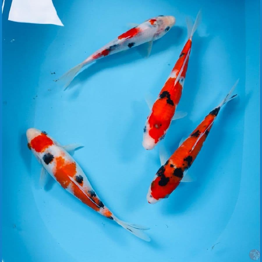 mix koi, 25cm