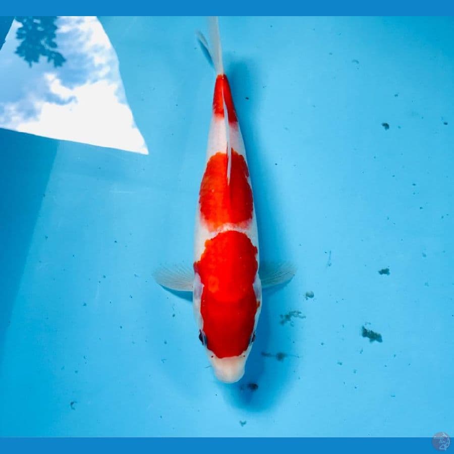 kohaku, 26cm