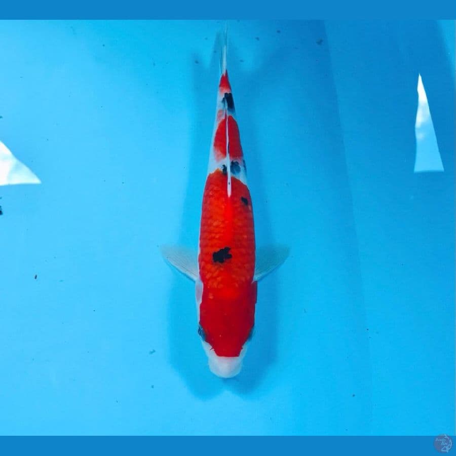 sanke, 25cm