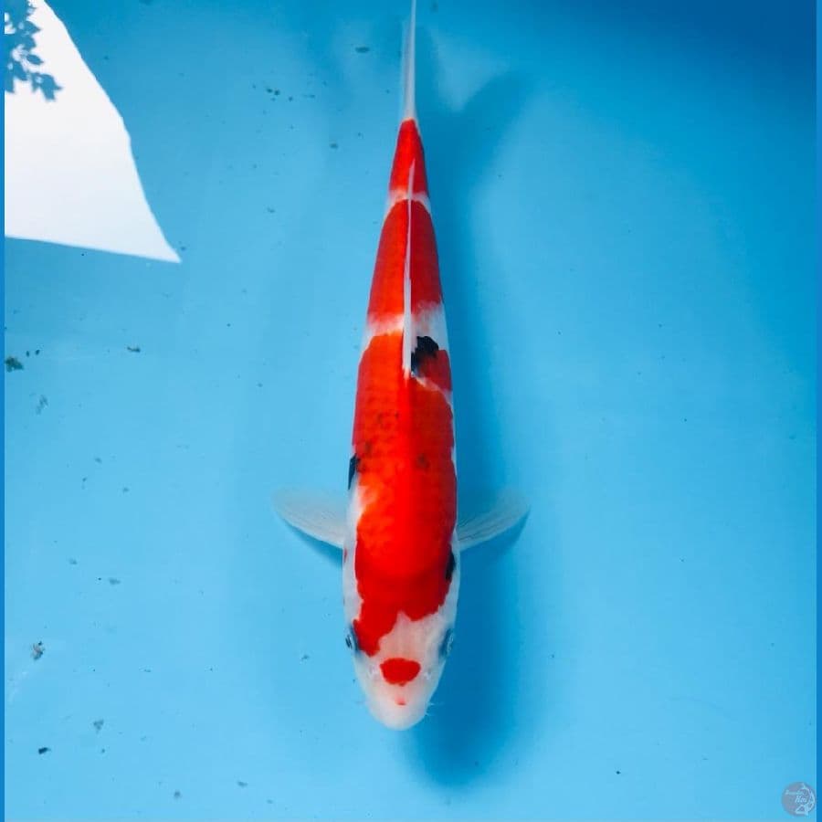 sanke, 29 cm
