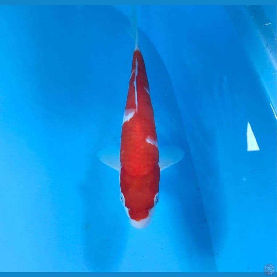 kohaku, 20cm