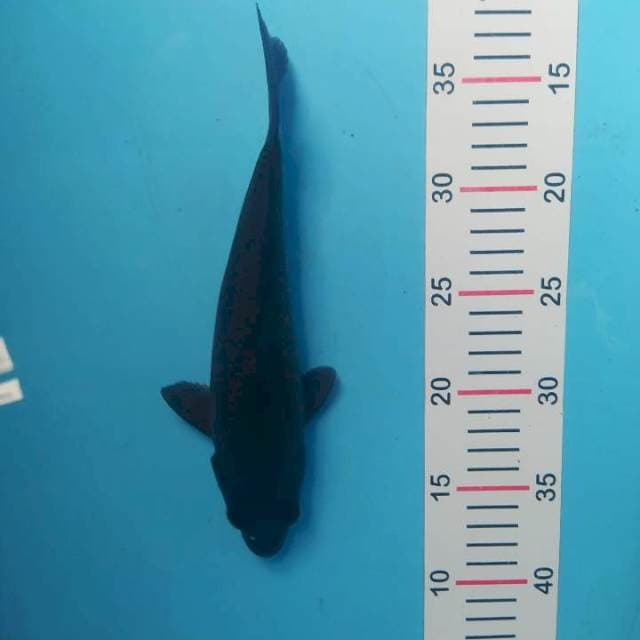 Karasu25 cm