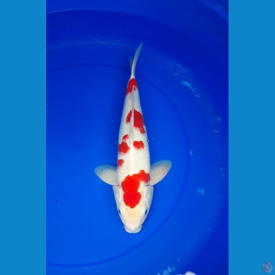 kohaku 36 cm