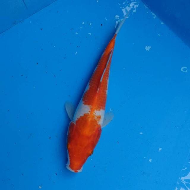 Kohaku Ori F1