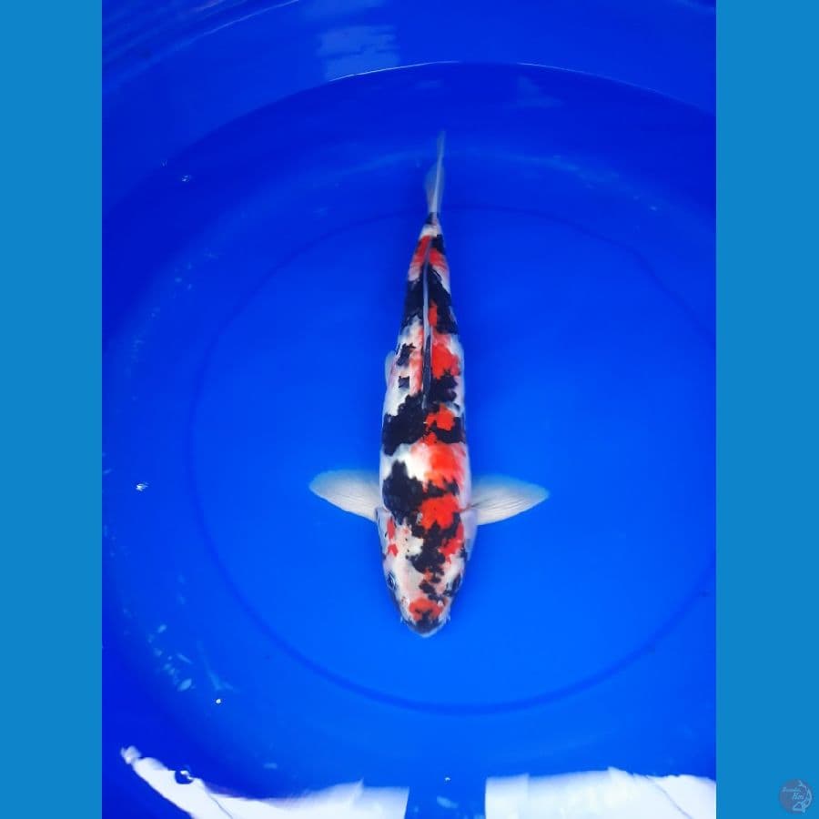 showa 38 cm