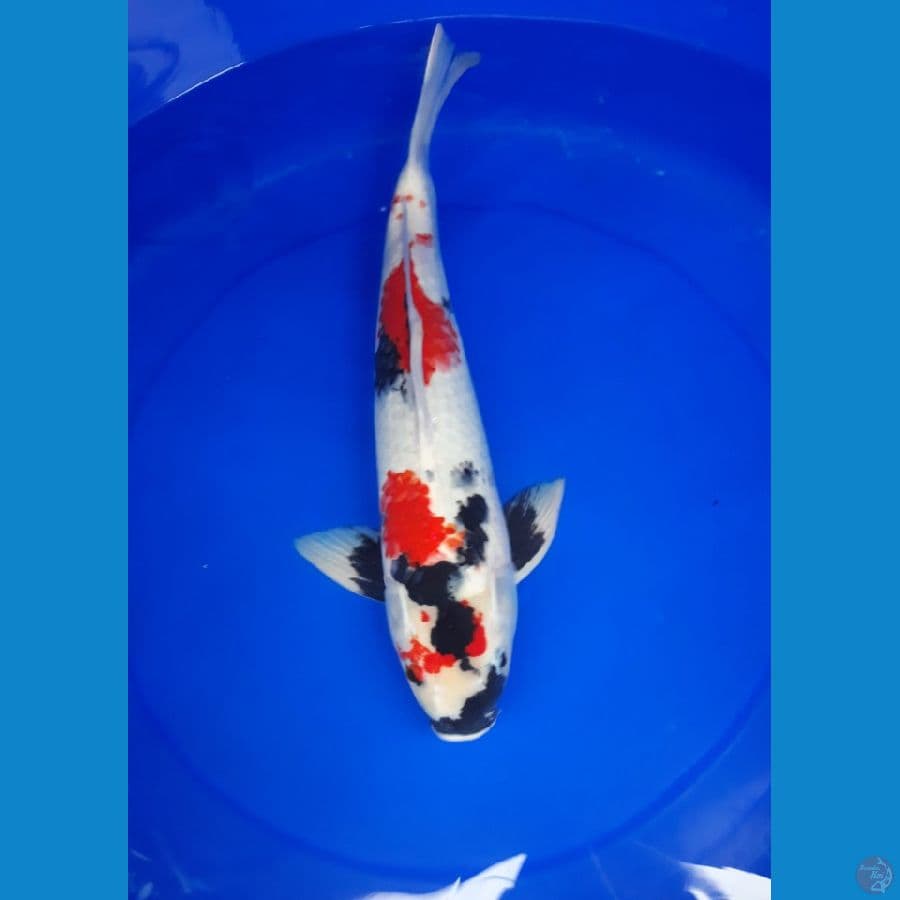 showa 43 cm