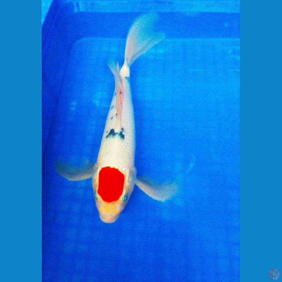 PENARI KOLAM 35BU