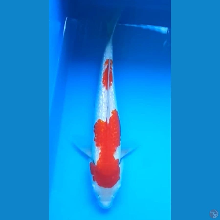 KOHAKU GINRIN 34 Cm