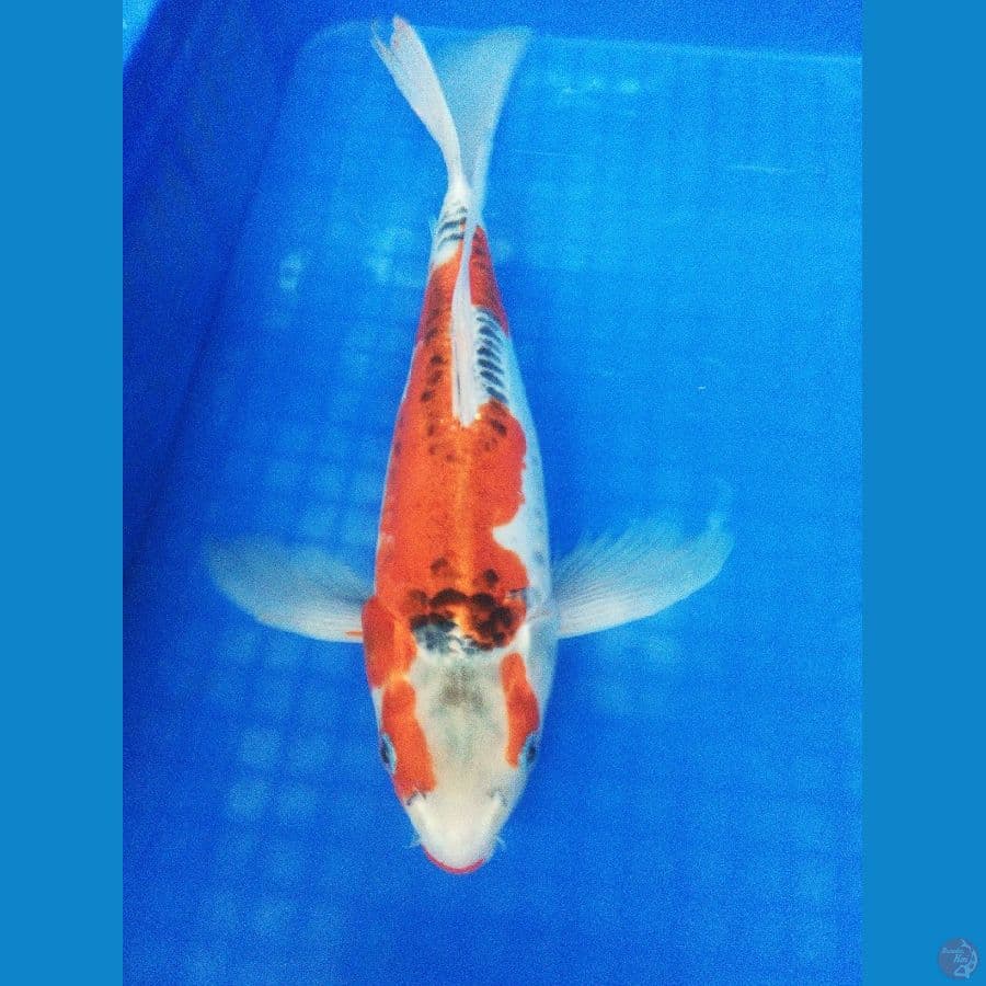 PENARI KOLAM 35BU