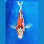 PENARI KOLAM 35BU