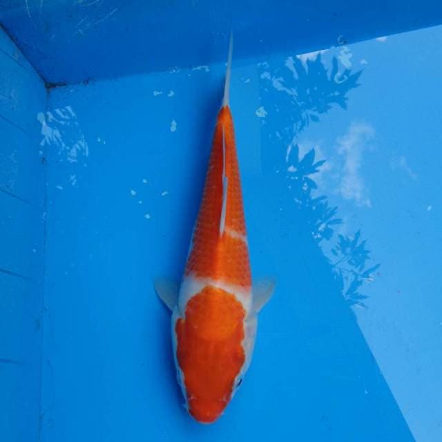 Kohaku Nidan Ori F1