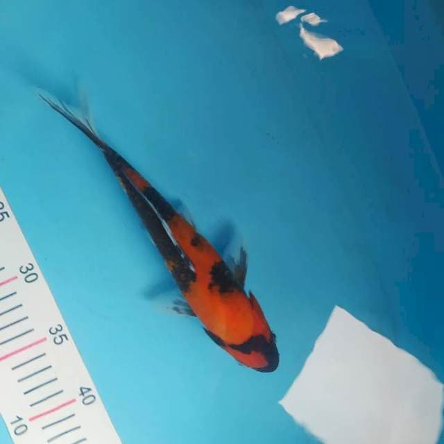 Hi sowa 25 cm stroooong