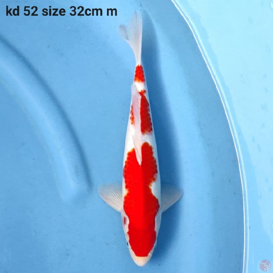 kohaku 3 step 32cm