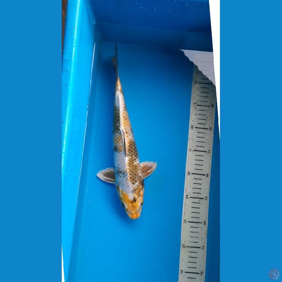 kin showa 35cm 