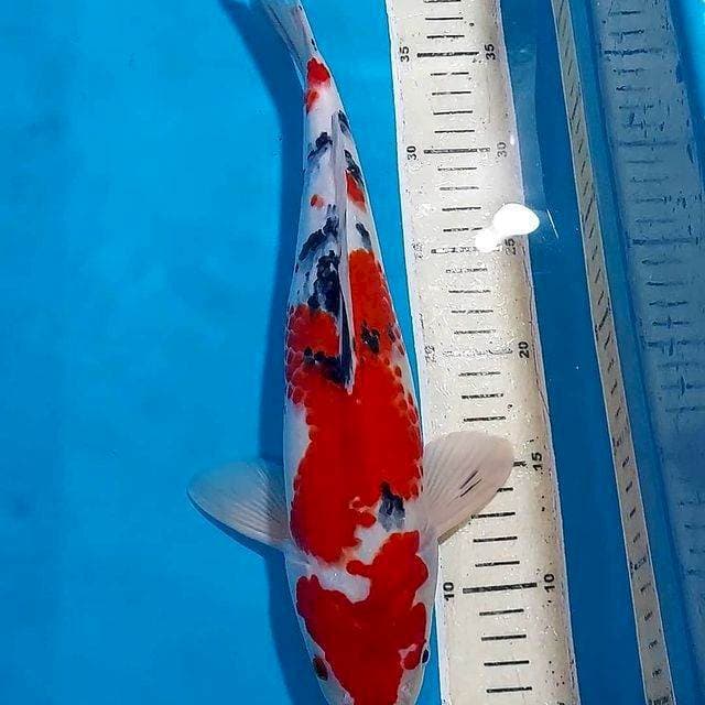 KANOKO SANKE 35 CM JANTAN