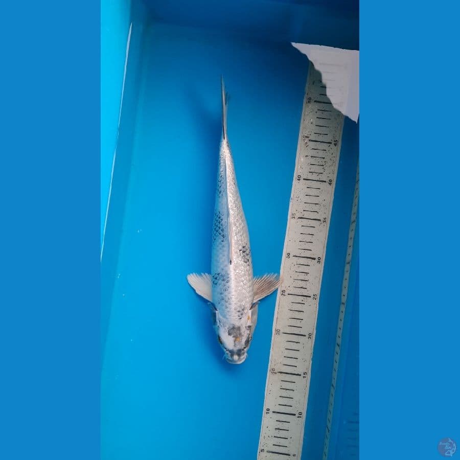 kin shiro 34cm