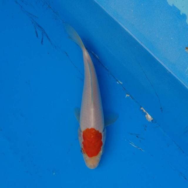 Tancho Ori F1