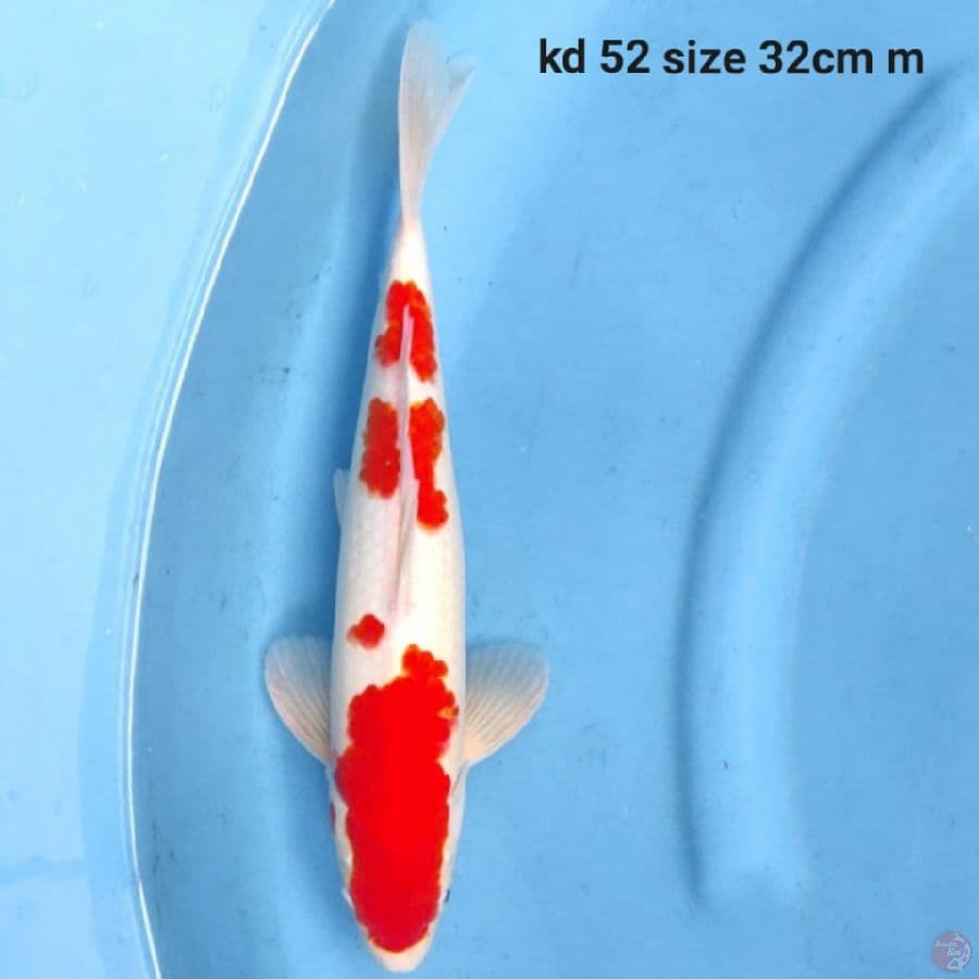 kohaku body proposional