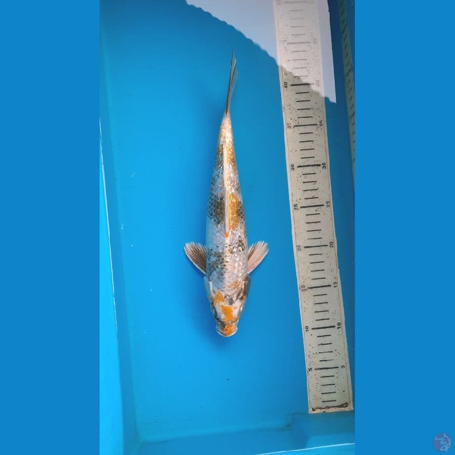 kin showa 31cm 