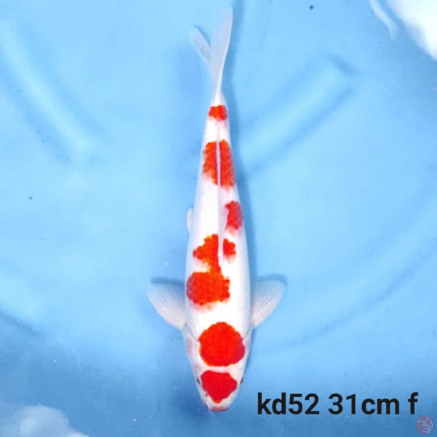 maruten kohaku sakura